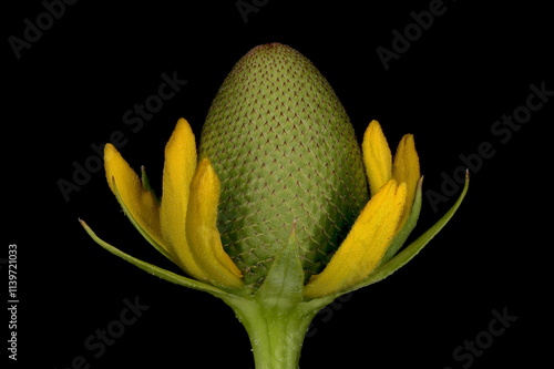 Clasping Coneflower (Rudbeckia amplexicaulis). Budding Capitulum Closeup photo