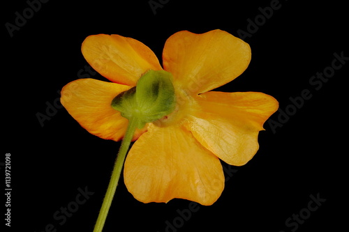 Black-Eyed Susan Vine (Thunbergia alata). Flower Closeup photo