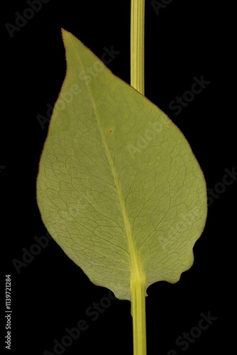 Clasping Coneflower (Rudbeckia amplexicaulis). Leaf Closeup photo