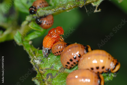 Kartoffelkäfer,  Leptinotarsa decemlineata, Larve photo