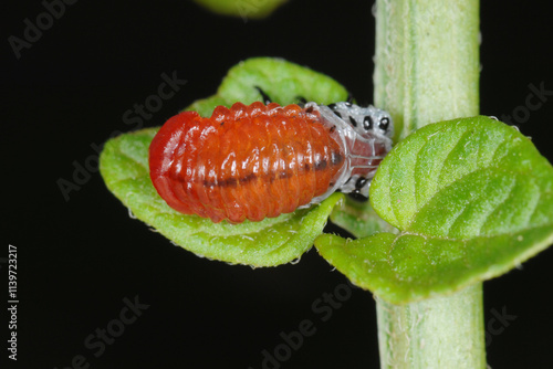 Kartoffelkäfer,  Leptinotarsa decemlineata, Larve photo