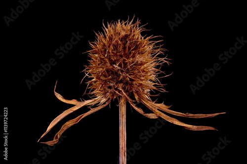 Blue Eryngo (Eryngium planum). Fruiting Capitulum Closeup photo