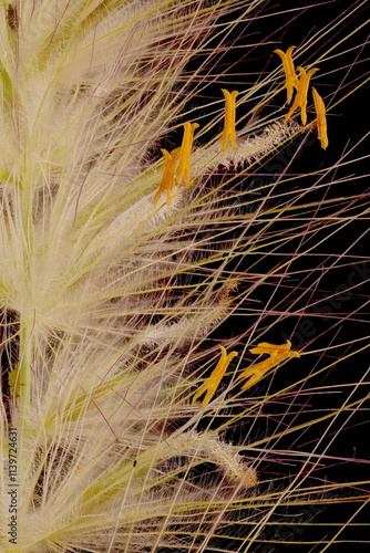 Feathertop Grass (Cenchrus longisetus). Inflorescence Detail Closeup photo