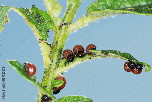 Kartoffelkäfer,  Leptinotarsa decemlineata, Larve photo