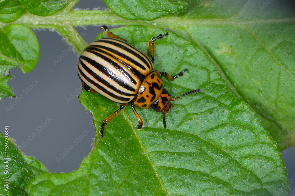 Kartoffelkäfer, Leptinotarsa decemlineata Kartoffelkäfer, Leptinotarsa decemlineata
