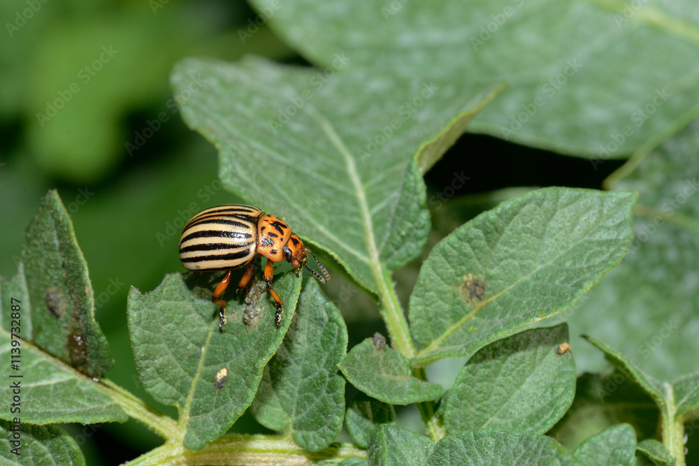 Kartoffelkäfer, Leptinotarsa decemlineata Kartoffelkäfer, Leptinotarsa decemlineata