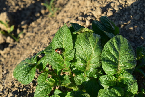 Kartoffelkäfer,  Leptinotarsa decemlineata photo