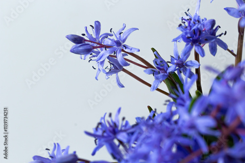 Beautiful blue flowers snowdrops Scilla bifolia alpine squill, two-leaf squill on a white background with space for text. Spring decoration