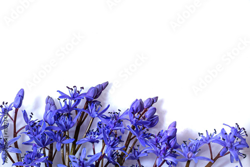 Flower design - floral border made of Scilla bifolia two-leaf squill or alpine squill isolated on white background with space for text. Spring decoration