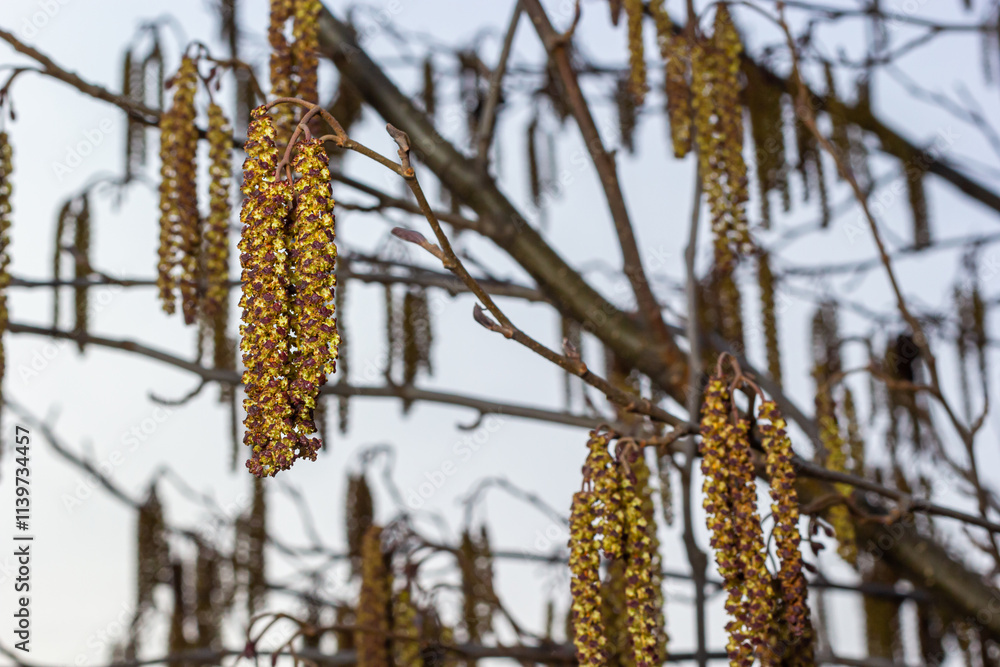 Small branch of black alder Alnus glutinosa with male catkins and female red flowers. Blooming alder in spring beautiful natural background with clear earrings and blurred background Small branch of black alder Alnus glutinosa with male catkins and female red flowers. Blooming alder in spring beautiful natural background with clear earrings and blurred background