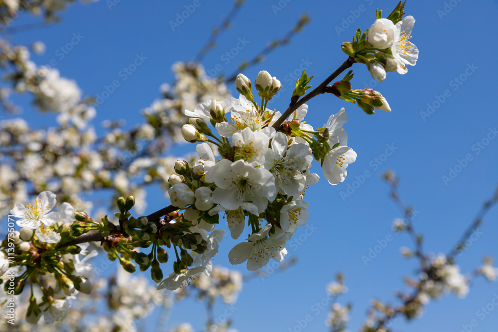Selective focus of beautiful branches of cherry blossoms on the tree under blue sky, Beautiful Sakura flowers during spring season in the park, Floral pattern texture, Nature background Selective focus of beautiful branches of cherry blossoms on the tree under blue sky, Beautiful Sakura flowers during spring season in the park, Floral pattern texture, Nature background