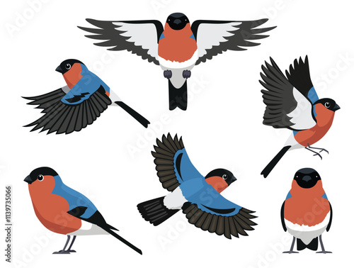 Bullfinch Finch Bird Various Poses Cartoon Vector Character