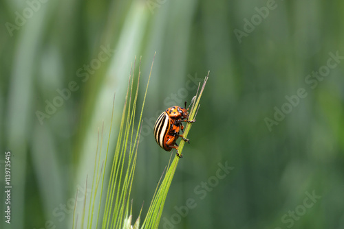 Kartoffelkäfer,  Leptinotarsa decemlineata photo