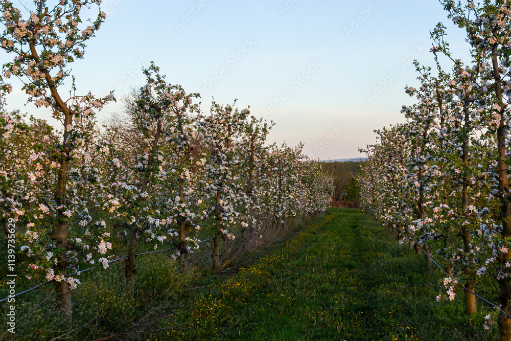 apple trees in the spring in the orchard, young apple trees on a plantation in the countryside apple trees in the spring in the orchard, young apple trees on a plantation in the countryside