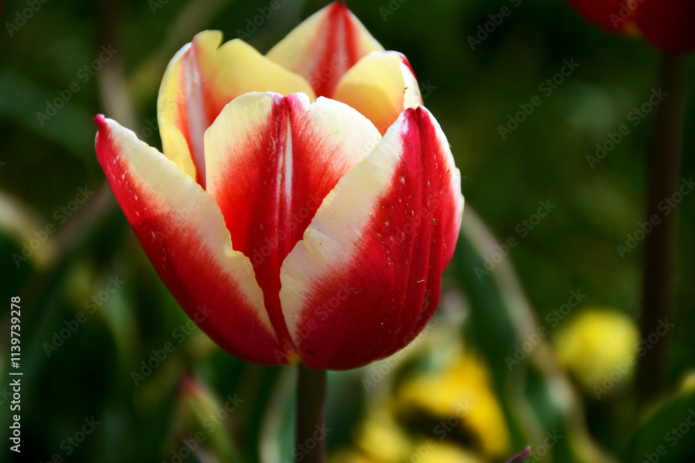 Fototapeta premium Beautiful flowers colourful tulips. Natural background Spring flowering tulips.