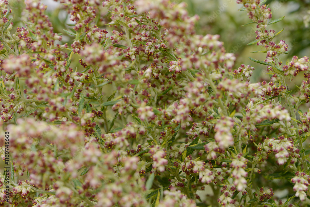 Gelbbunter Beifuss, Artemisia vulgaris, Oriental Limelight Gelbbunter Beifuss, Artemisia vulgaris, Oriental Limelight