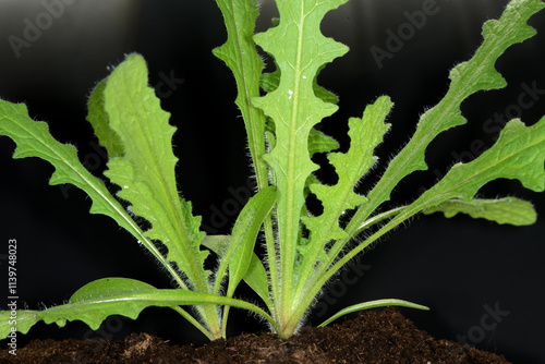 Benediktenkraut,  Centaurea benedicta L. photo