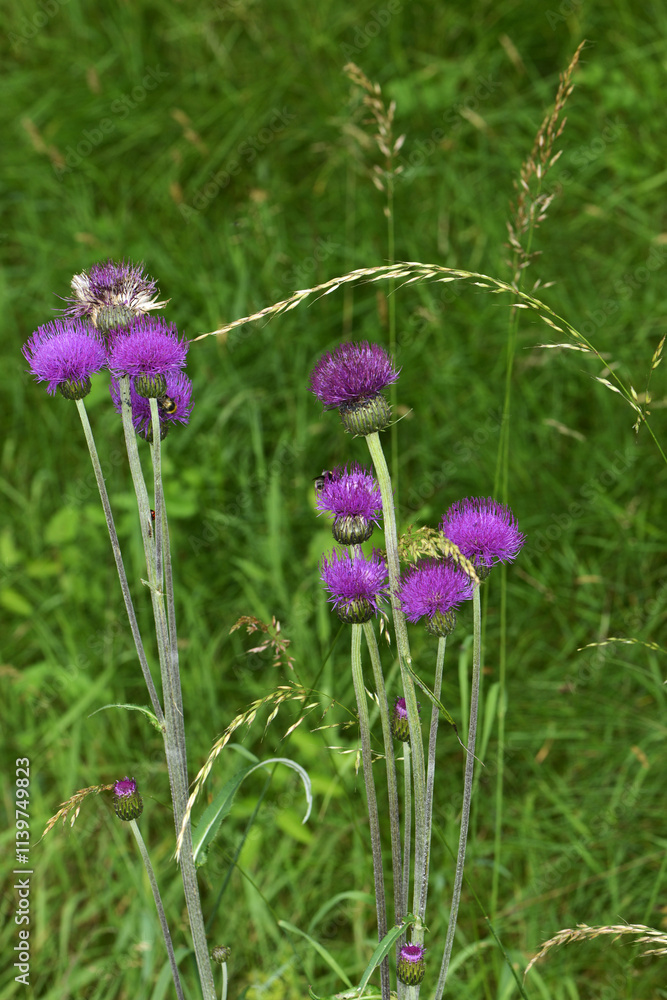 Alpen-Distel, Bergdistel, Carduus defloratus Alpen-Distel, Bergdistel, Carduus defloratus
