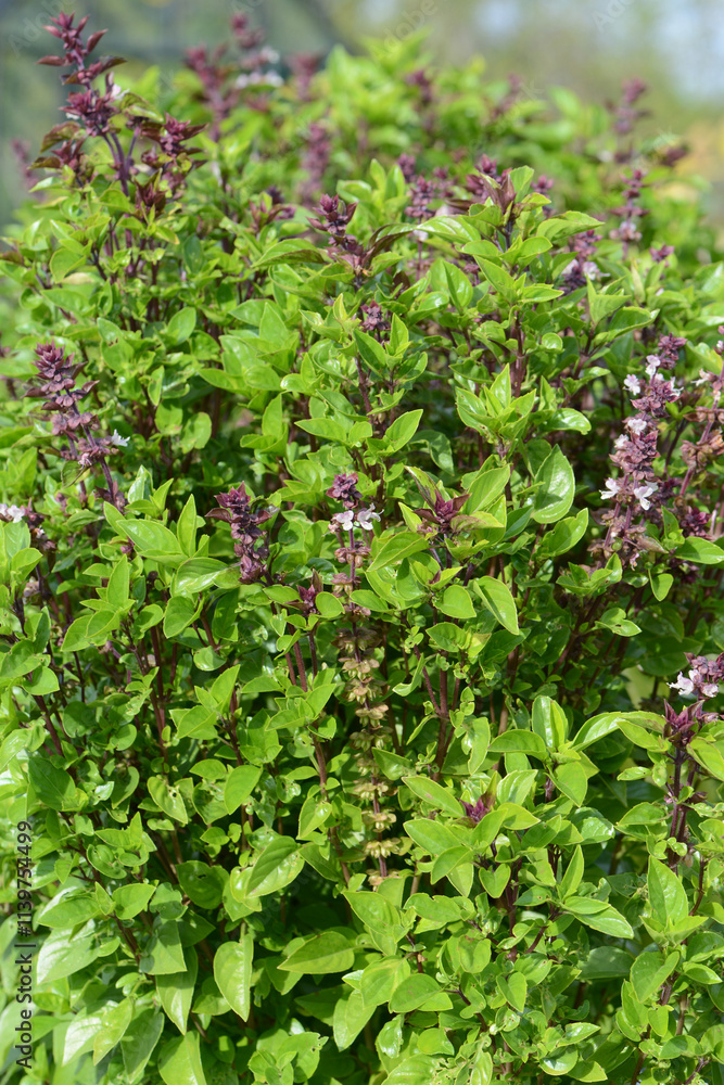 Basilikum, Ocimum basilicum, Sorte Tauris Basilikum, Ocimum basilicum, Sorte Tauris