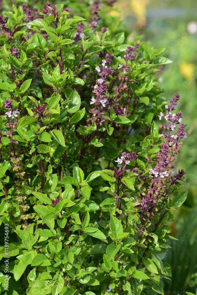 Basilikum, Ocimum basilicum, Sorte Tauris Basilikum, Ocimum basilicum, Sorte Tauris