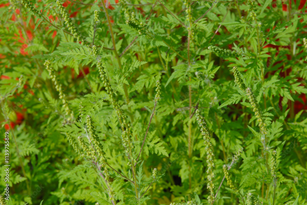 Ambrosie, Beifußblättrige Ambrosie, Ambrosia artemisifolia L. Ambrosie, Beifußblättrige Ambrosie, Ambrosia artemisifolia L.