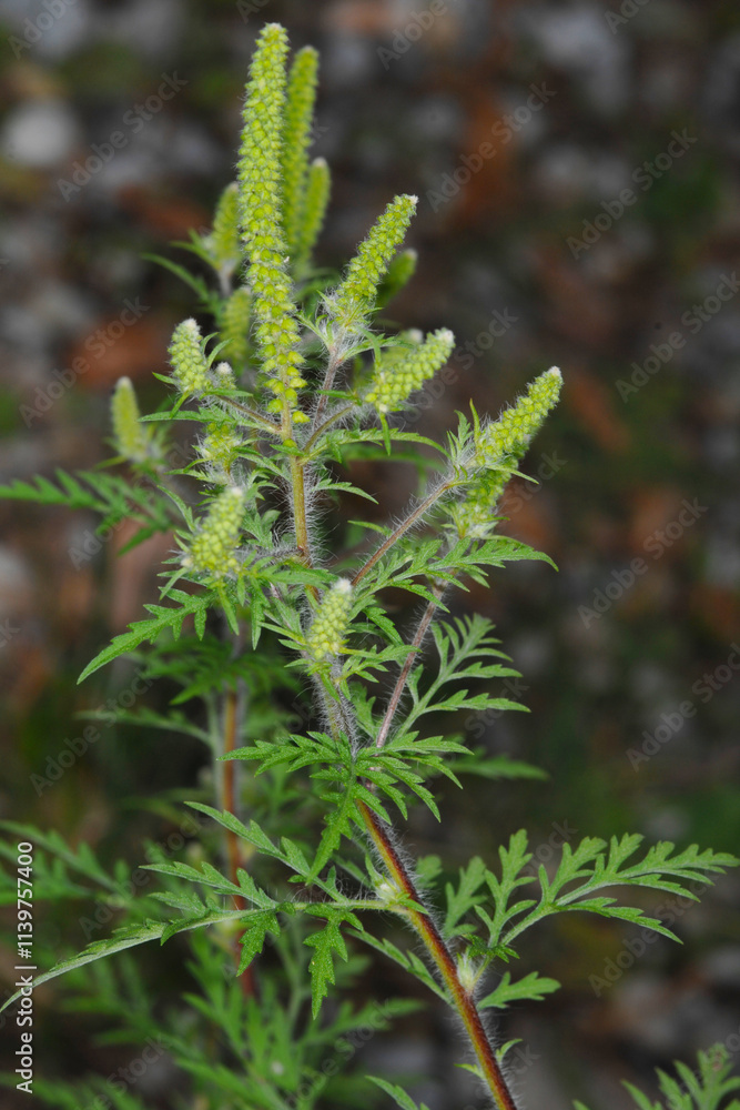 Ambrosie, Beifußblättrige Ambrosie, Ambrosia artemisifolia L. Ambrosie, Beifußblättrige Ambrosie, Ambrosia artemisifolia L.