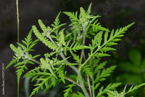 Konstfotografi Ambrosie, Beifußblättrige Ambrosie, Ambrosia artemisifolia L.