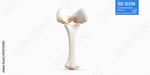 A detailed 3D illustration shows a human femur bone standing upright against a white background, meant for educational and anatomical reference purposes.