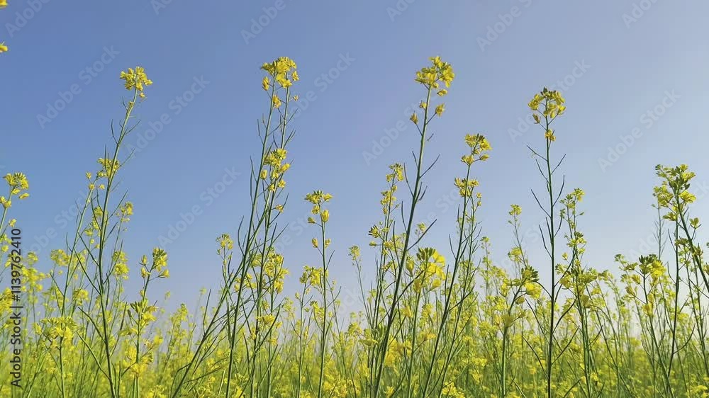 Beautifully yellow oilseed mustard flowers in the field, countryside landscape rural scene, close-up springtime sunny day. Mustard flowers swaying in the breeze on blue sky background. 4K Footage
