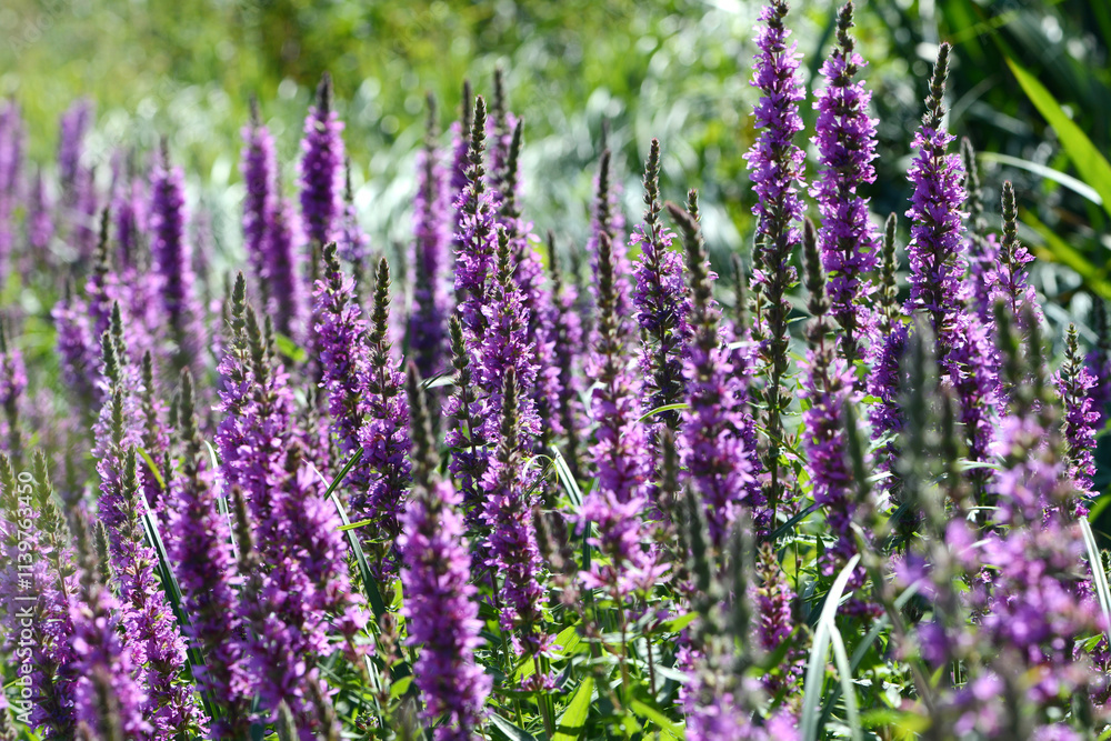 Blutweiderich, Gewöhnlicher, Lythrum salicaria Blutweiderich, Gewöhnlicher, Lythrum salicaria