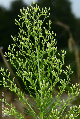 Berufskraut,  Kanadisches,  Conyza canadensis photo