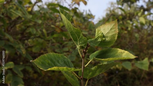 Wallpaper Mural Mulberry Leaves Torontodigital.ca