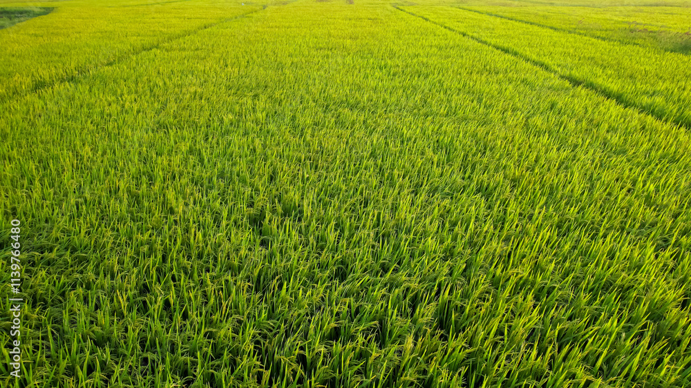 Lush green rice paddy fields under a clear sky, symbolizing agricultural abundance and sustainability during harvest season Lush green rice paddy fields under a clear sky, symbolizing agricultural abundance and sustainability during harvest season