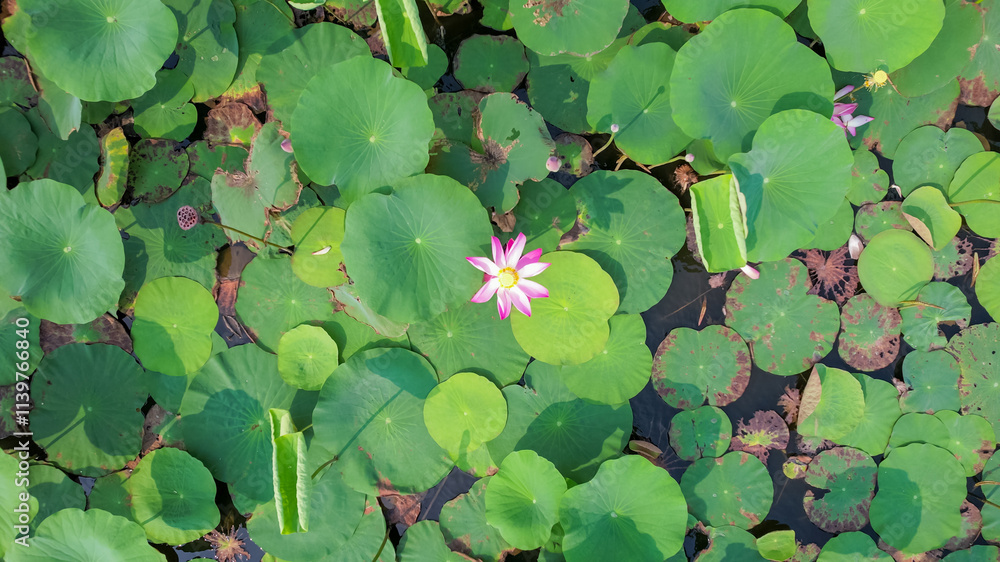 A vibrant pink lotus flower blooms among lush green lily pads, symbolizing purity and renewal, perfect for Buddhist holidays Hoi An A vibrant pink lotus flower blooms among lush green lily pads, symbolizing purity and renewal, perfect for Buddhist holidays Hoi An