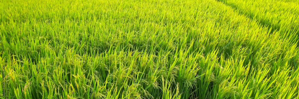 Lush green rice paddy field during harvest season symbolizes agricultural abundance, sustainability, and Asian cultural festivities like Songkran and Tet Lush green rice paddy field during harvest season symbolizes agricultural abundance, sustainability, and Asian cultural festivities like Songkran and Tet