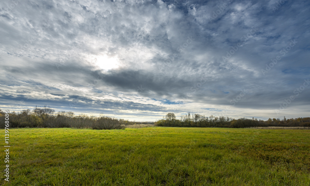 A field of grass with a cloudy sky in the background A field of grass with a cloudy sky in the background