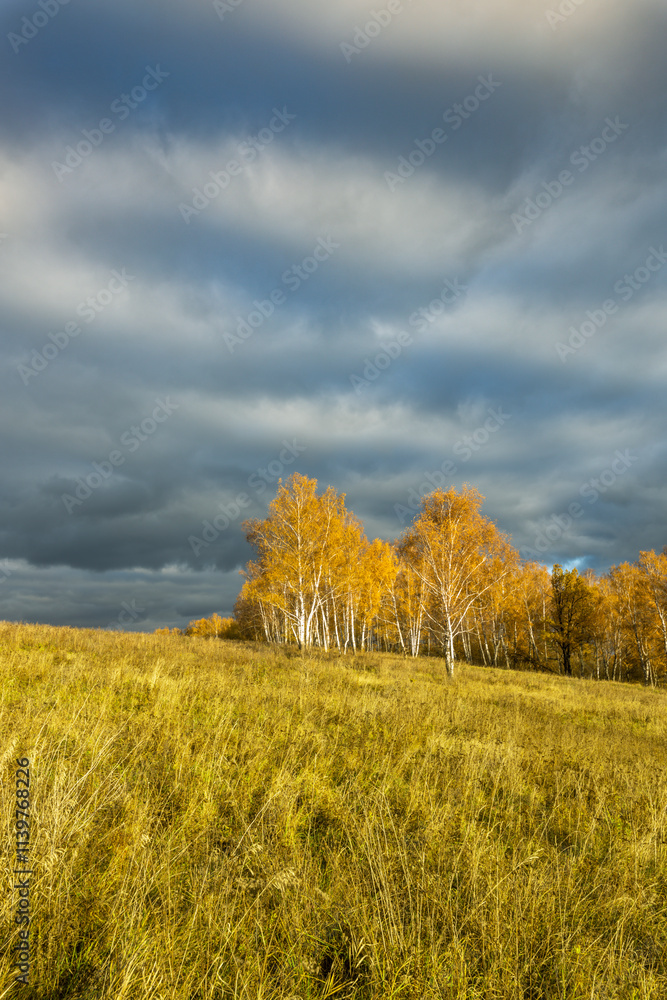 Obraz premium A field of grass with trees in the background