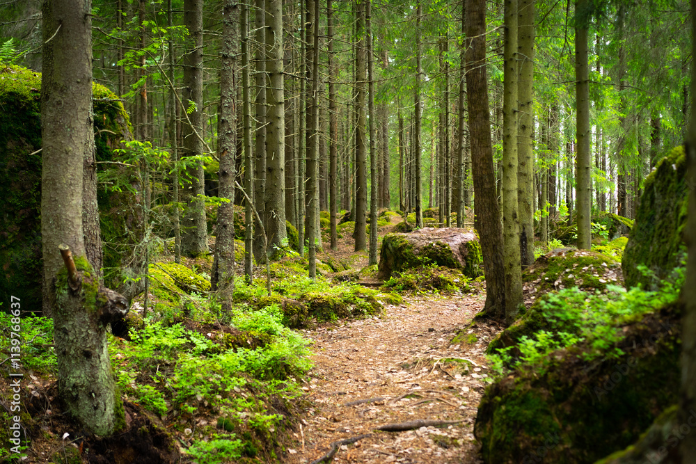 Obraz premium Lush Green Forest Landscape With Moss-Covered Stones and Trees