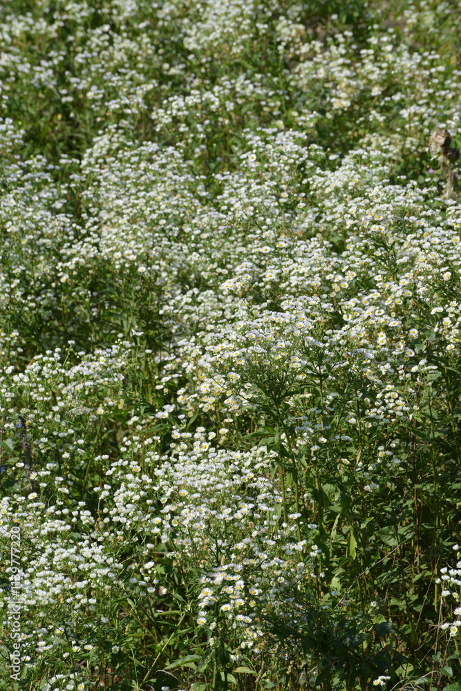 Einjähriges Berufskraut, Feinstrahl, Erigeron annus Einjähriges Berufskraut, Feinstrahl, Erigeron annus