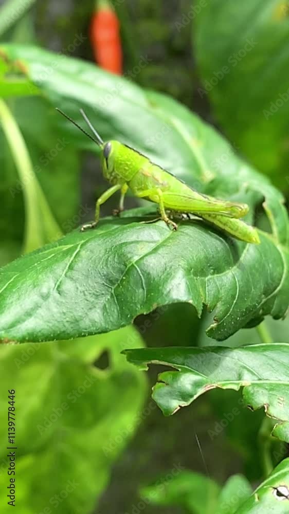 Green grasshopper on a leaf, animal, insect, bug Green grasshopper on a leaf, animal, insect, bug