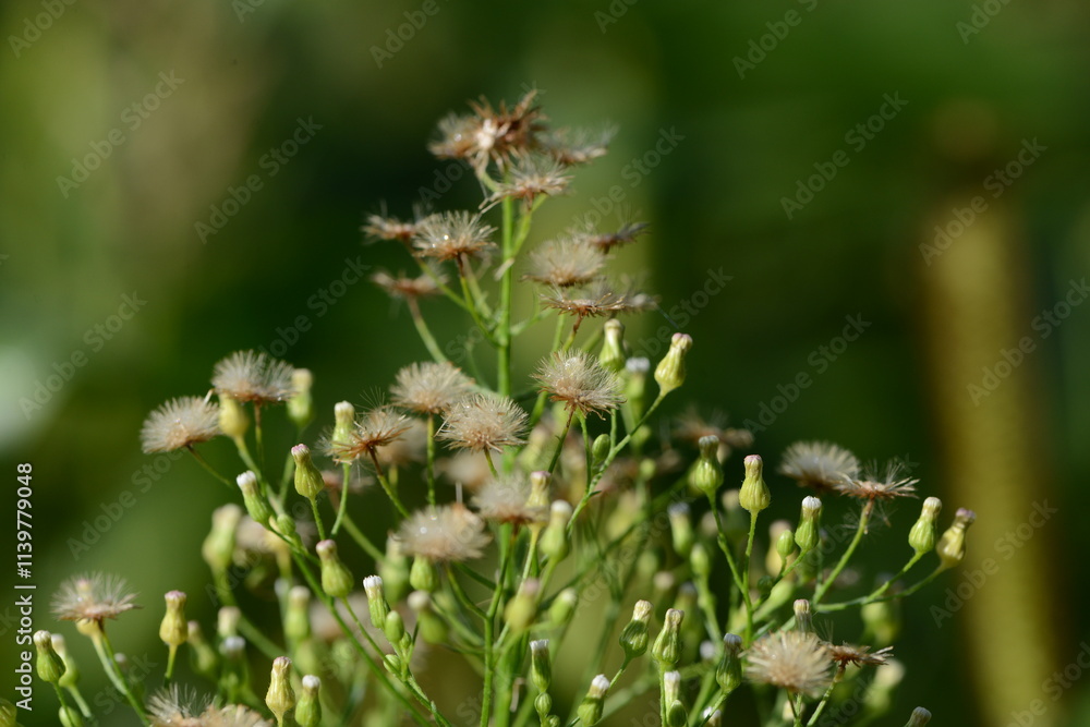 Berufskraut, Kanadisches, Conyza canadensis Berufskraut, Kanadisches, Conyza canadensis