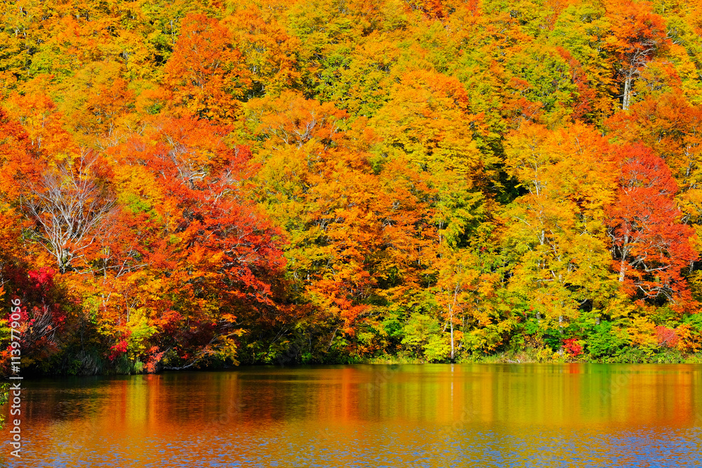 鎌池の紅葉 鎌池の紅葉