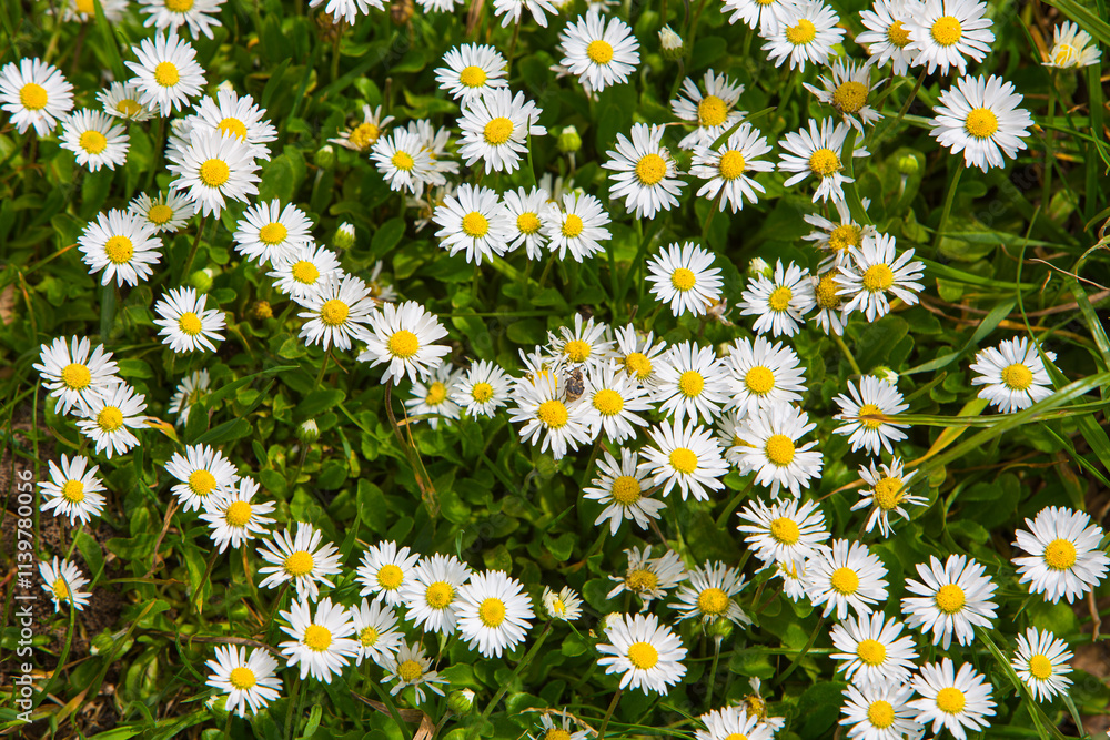 meadow full of daisy flowers in the spring meadow full of daisy flowers in the spring