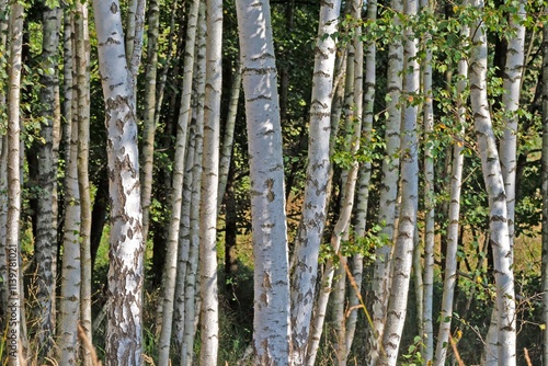 Serene birch forest with white tree trunks and lush green leaves in summer sunlight