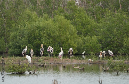 Birds in nature at Bangpoo Air Base, Samut Prakan Province, Thailand photo