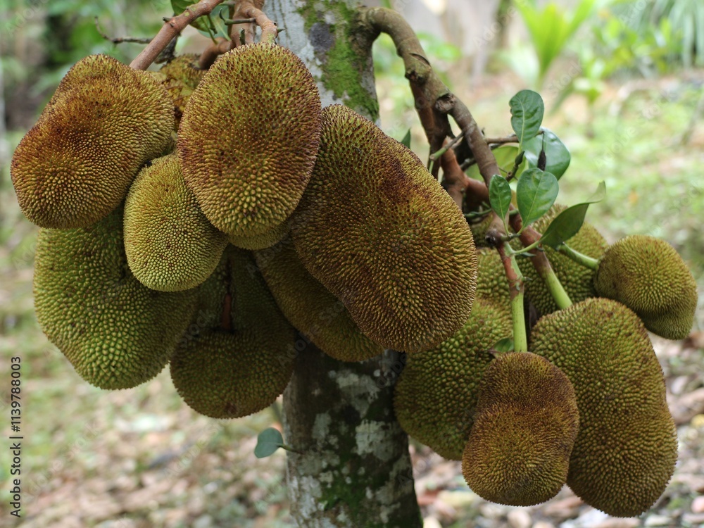 There are many jackfruits on the stem There are many jackfruits on the stem