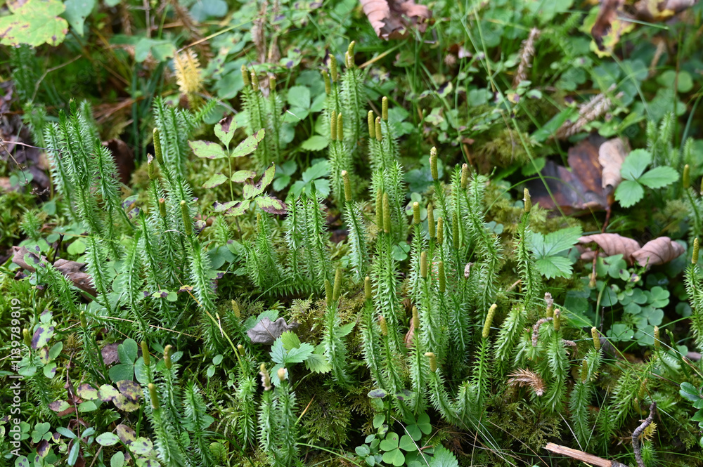 Sprossender Bärlapp, Lycopodium annotinum Sprossender Bärlapp, Lycopodium annotinum