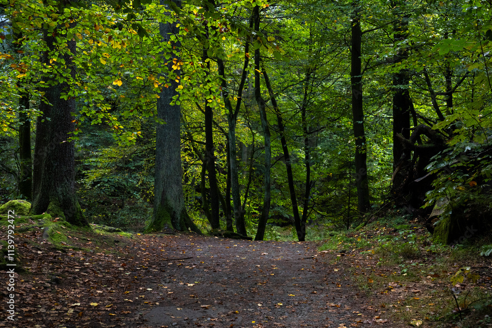 Fototapeta premium Wanderweg im mystischen, herbstlichen Polenztal in der Sächsischen Schweiz 2