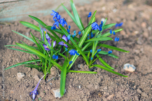 Scilla - small delicate blue flowers in rough soil