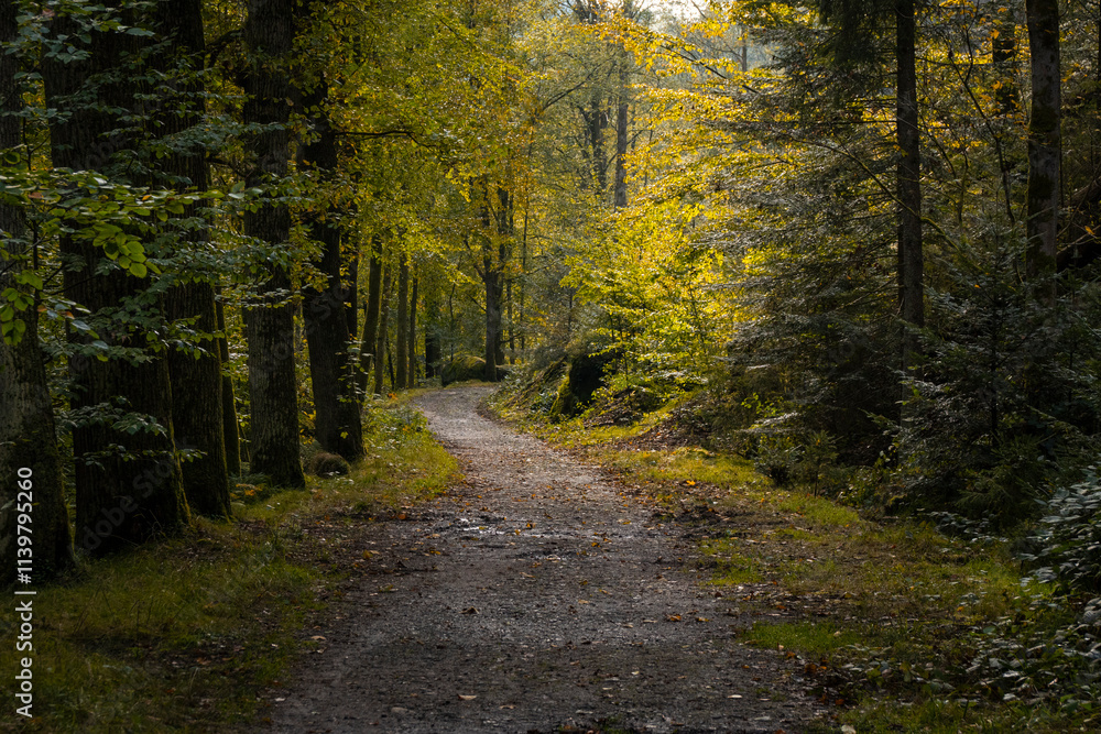 Wanderweg im mystischen, herbstlichen Polenztal in der Sächsischen Schweiz 6 Wanderweg im mystischen, herbstlichen Polenztal in der Sächsischen Schweiz 6
